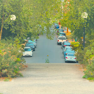 Cal Anderson Park Sunflower (2024)