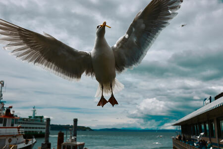 Seagull w/ French Fry on the Seattle Waterfront (2022)