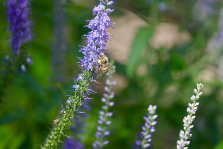 Bee on Flower (2022)